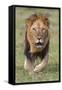 Kenya, Laikipia County, Laikipia. a Black-Maned Lion.-Nigel Pavitt-Framed Stretched Canvas