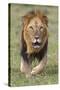 Kenya, Laikipia County, Laikipia. a Black-Maned Lion.-Nigel Pavitt-Stretched Canvas