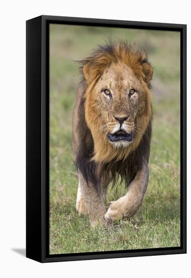 Kenya, Laikipia County, Laikipia. a Black-Maned Lion.-Nigel Pavitt-Framed Stretched Canvas