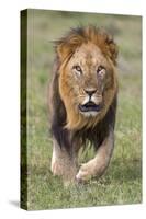 Kenya, Laikipia County, Laikipia. a Black-Maned Lion.-Nigel Pavitt-Stretched Canvas