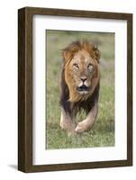 Kenya, Laikipia County, Laikipia. a Black-Maned Lion.-Nigel Pavitt-Framed Photographic Print