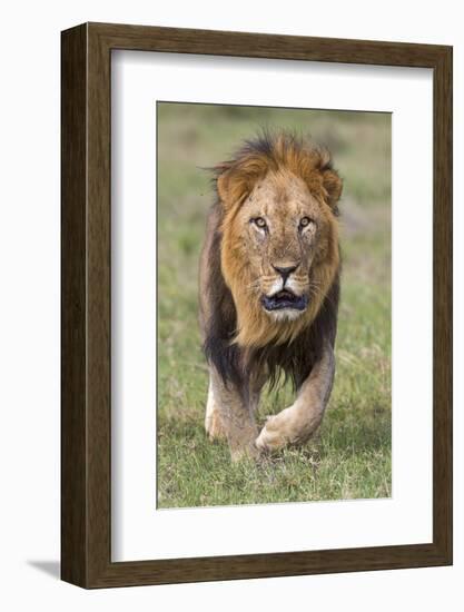 Kenya, Laikipia County, Laikipia. a Black-Maned Lion.-Nigel Pavitt-Framed Photographic Print