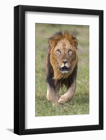 Kenya, Laikipia County, Laikipia. a Black-Maned Lion.-Nigel Pavitt-Framed Photographic Print