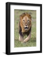 Kenya, Laikipia County, Laikipia. a Black-Maned Lion.-Nigel Pavitt-Framed Photographic Print