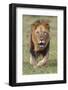 Kenya, Laikipia County, Laikipia. a Black-Maned Lion.-Nigel Pavitt-Framed Photographic Print