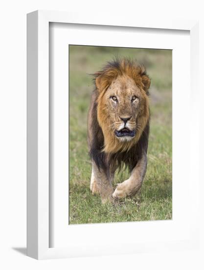 Kenya, Laikipia County, Laikipia. a Black-Maned Lion.-Nigel Pavitt-Framed Photographic Print