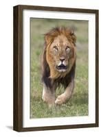 Kenya, Laikipia County, Laikipia. a Black-Maned Lion.-Nigel Pavitt-Framed Photographic Print