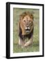 Kenya, Laikipia County, Laikipia. a Black-Maned Lion.-Nigel Pavitt-Framed Photographic Print