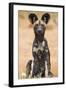 Kenya, Laikipia County, Laikipia. a Juvenile Wild Dog Showing its Blotchy Coat and Rounded Ears.-Nigel Pavitt-Framed Photographic Print