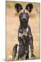 Kenya, Laikipia County, Laikipia. a Juvenile Wild Dog Showing its Blotchy Coat and Rounded Ears.-Nigel Pavitt-Mounted Photographic Print