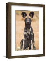 Kenya, Laikipia County, Laikipia. a Juvenile Wild Dog Showing its Blotchy Coat and Rounded Ears.-Nigel Pavitt-Framed Photographic Print