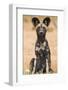 Kenya, Laikipia County, Laikipia. a Juvenile Wild Dog Showing its Blotchy Coat and Rounded Ears.-Nigel Pavitt-Framed Photographic Print