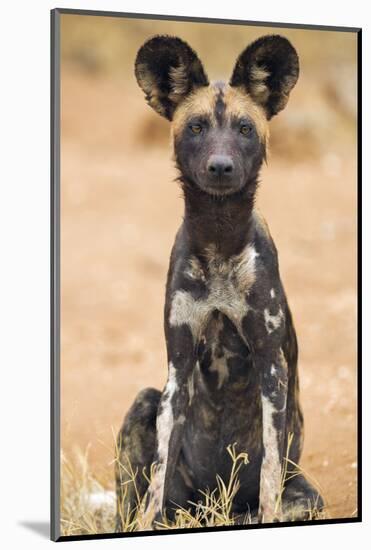 Kenya, Laikipia County, Laikipia. a Juvenile Wild Dog Showing its Blotchy Coat and Rounded Ears.-Nigel Pavitt-Mounted Photographic Print