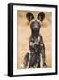 Kenya, Laikipia County, Laikipia. a Juvenile Wild Dog Showing its Blotchy Coat and Rounded Ears.-Nigel Pavitt-Framed Premium Photographic Print