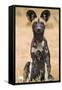 Kenya, Laikipia County, Laikipia. a Juvenile Wild Dog Showing its Blotchy Coat and Rounded Ears.-Nigel Pavitt-Framed Stretched Canvas