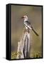 Kenya, Laikipia County, Suiyan. a Red-Billed Hornbill.-Nigel Pavitt-Framed Stretched Canvas
