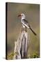 Kenya, Laikipia County, Suiyan. a Red-Billed Hornbill.-Nigel Pavitt-Stretched Canvas