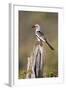 Kenya, Laikipia County, Suiyan. a Red-Billed Hornbill.-Nigel Pavitt-Framed Photographic Print