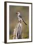 Kenya, Laikipia County, Suiyan. a Red-Billed Hornbill.-Nigel Pavitt-Framed Photographic Print