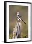 Kenya, Laikipia County, Suiyan. a Red-Billed Hornbill.-Nigel Pavitt-Framed Photographic Print