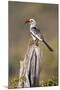 Kenya, Laikipia County, Suiyan. a Red-Billed Hornbill.-Nigel Pavitt-Mounted Photographic Print