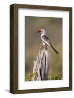 Kenya, Laikipia County, Suiyan. a Red-Billed Hornbill.-Nigel Pavitt-Framed Photographic Print