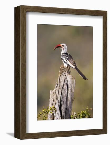 Kenya, Laikipia County, Suiyan. a Red-Billed Hornbill.-Nigel Pavitt-Framed Photographic Print