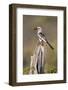 Kenya, Laikipia County, Suiyan. a Red-Billed Hornbill.-Nigel Pavitt-Framed Photographic Print