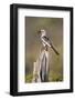 Kenya, Laikipia County, Suiyan. a Red-Billed Hornbill.-Nigel Pavitt-Framed Photographic Print