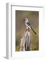 Kenya, Laikipia County, Suiyan. a Red-Billed Hornbill.-Nigel Pavitt-Framed Photographic Print