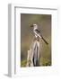 Kenya, Laikipia County, Suiyan. a Red-Billed Hornbill.-Nigel Pavitt-Framed Photographic Print