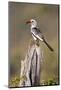 Kenya, Laikipia County, Suiyan. a Red-Billed Hornbill.-Nigel Pavitt-Mounted Photographic Print