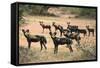 Kenya, Laikipia County-Nigel Pavitt-Framed Stretched Canvas