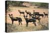 Kenya, Laikipia County-Nigel Pavitt-Stretched Canvas