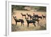 Kenya, Laikipia County-Nigel Pavitt-Framed Photographic Print