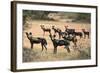 Kenya, Laikipia County-Nigel Pavitt-Framed Photographic Print