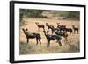 Kenya, Laikipia County-Nigel Pavitt-Framed Photographic Print