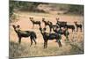 Kenya, Laikipia County-Nigel Pavitt-Mounted Photographic Print