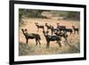 Kenya, Laikipia County-Nigel Pavitt-Framed Photographic Print