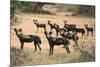 Kenya, Laikipia County-Nigel Pavitt-Mounted Photographic Print