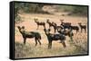 Kenya, Laikipia County-Nigel Pavitt-Framed Stretched Canvas