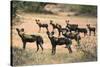 Kenya, Laikipia County-Nigel Pavitt-Stretched Canvas