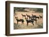 Kenya, Laikipia County-Nigel Pavitt-Framed Photographic Print