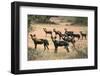 Kenya, Laikipia County-Nigel Pavitt-Framed Photographic Print