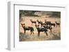 Kenya, Laikipia County-Nigel Pavitt-Framed Photographic Print