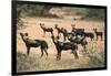 Kenya, Laikipia County-Nigel Pavitt-Framed Photographic Print