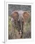 Kenya, Laikipia County-Nigel Pavitt-Framed Photographic Print