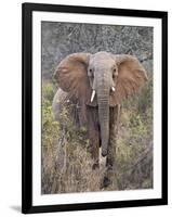 Kenya, Laikipia County-Nigel Pavitt-Framed Photographic Print