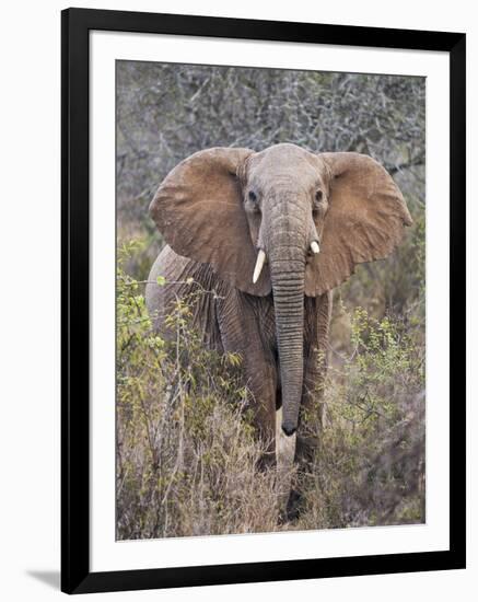 Kenya, Laikipia County-Nigel Pavitt-Framed Photographic Print