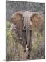 Kenya, Laikipia County-Nigel Pavitt-Mounted Photographic Print